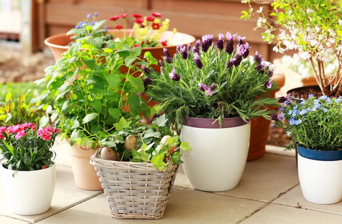 Some Common Types Of Flower Trays